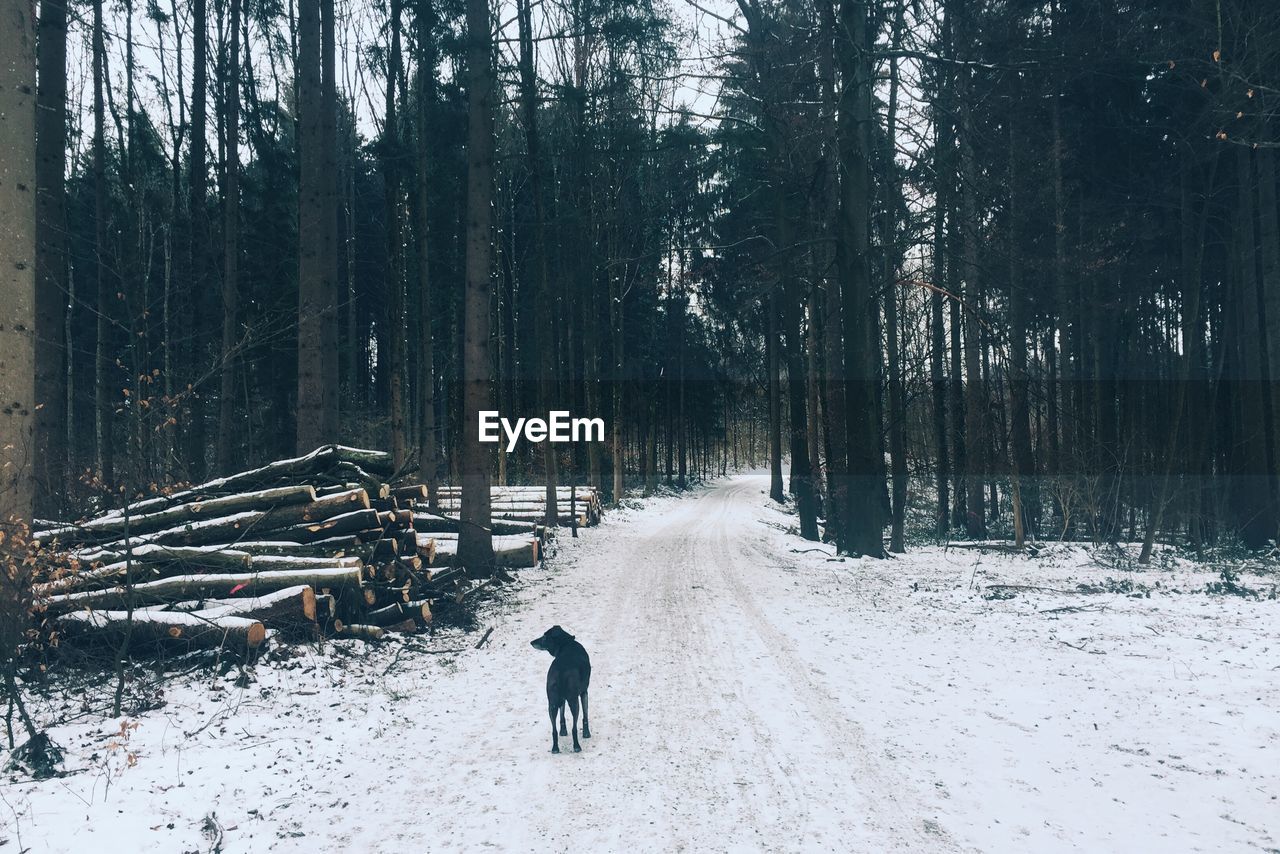 Black dog on snow covered street amidst trees in forest