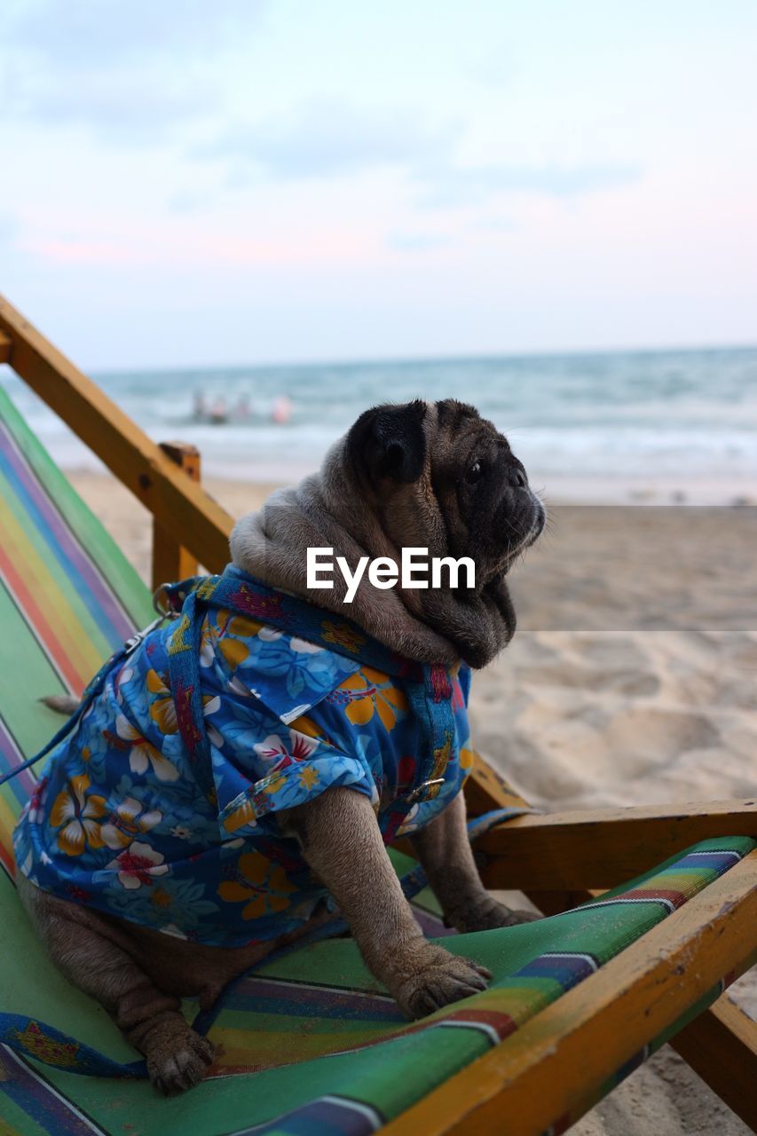 Dog sitting on the beach