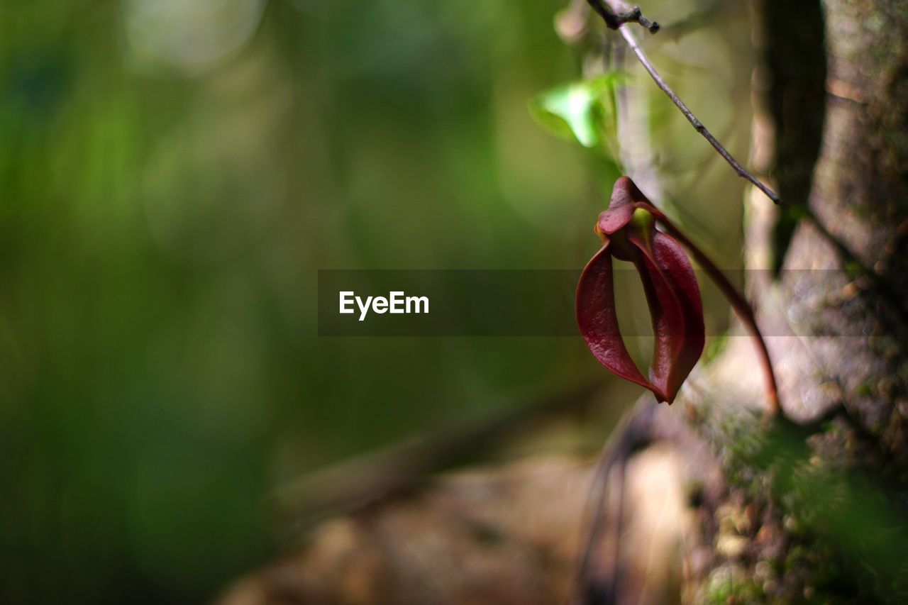 Close-up of red flowering plant