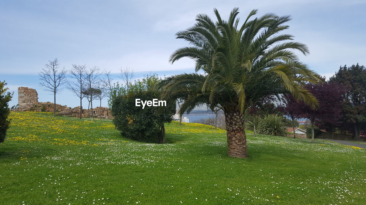 TREES ON GRASSY FIELD