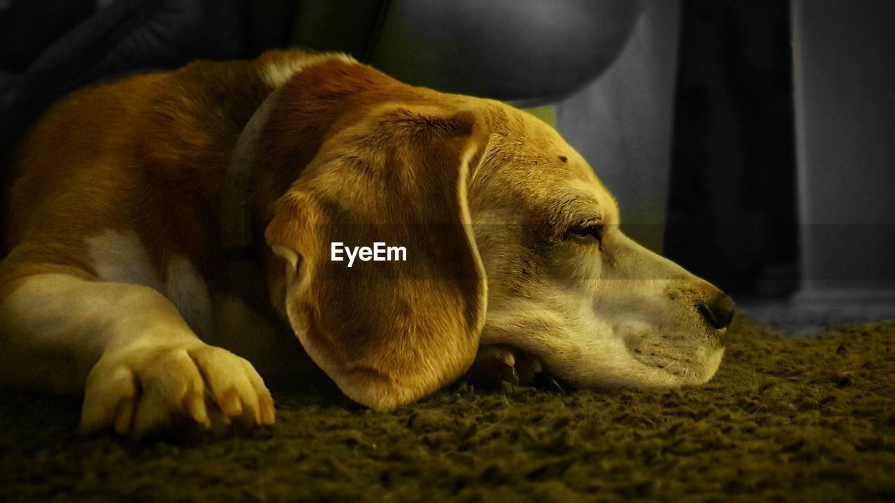 CLOSE-UP OF A DOG SLEEPING ON BED