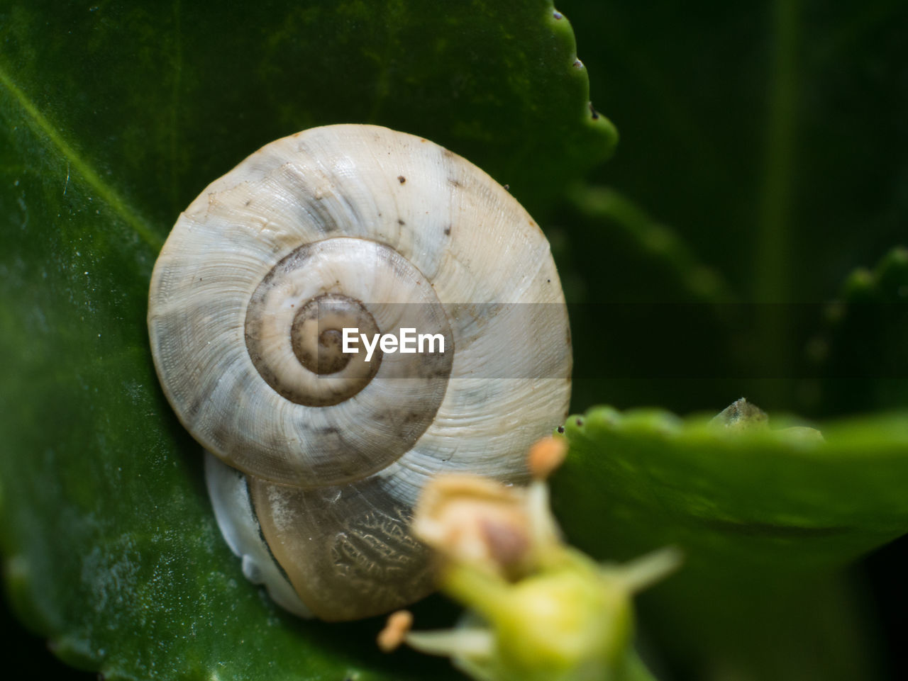 Close-up of snail on leaf