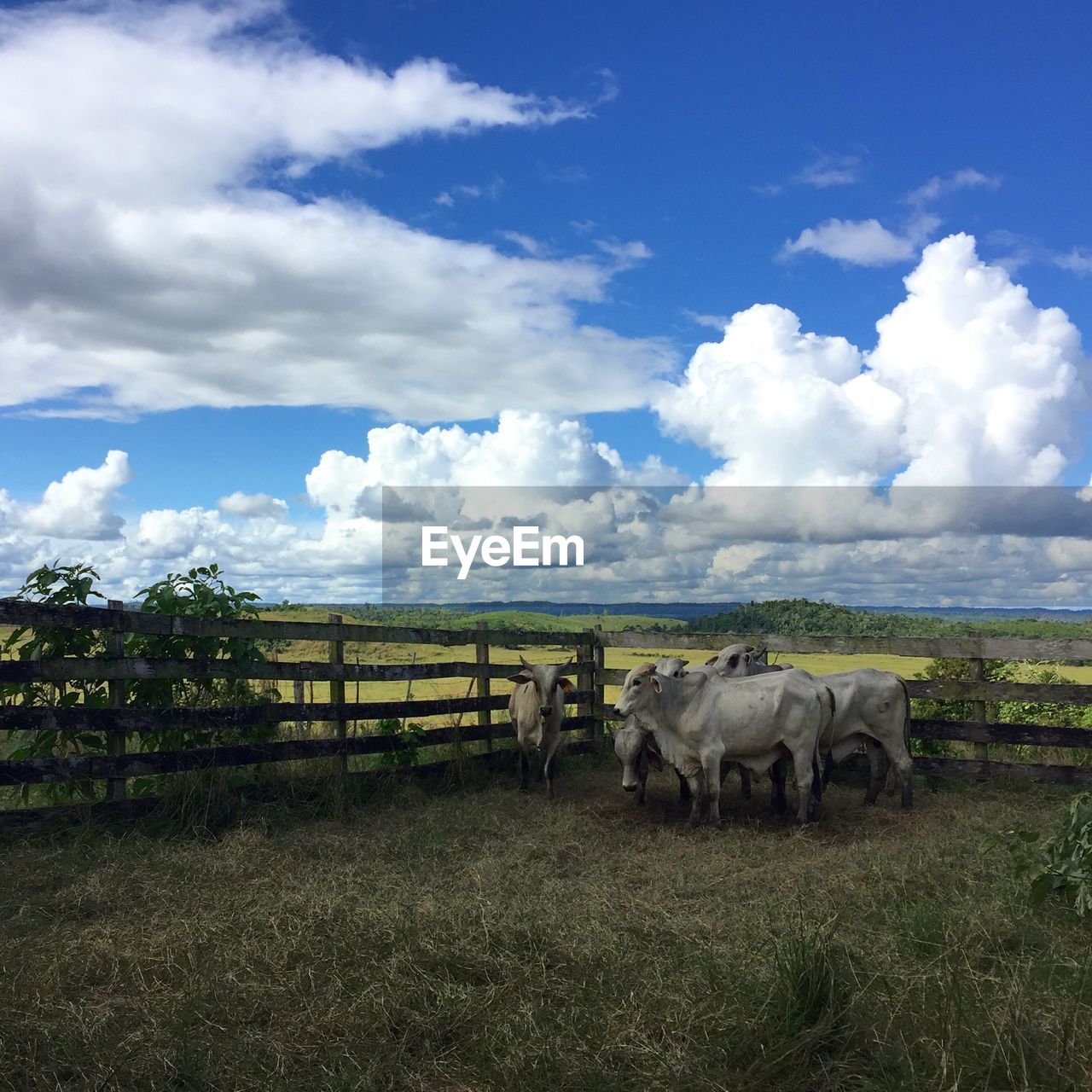 SHEEP GRAZING IN FIELD