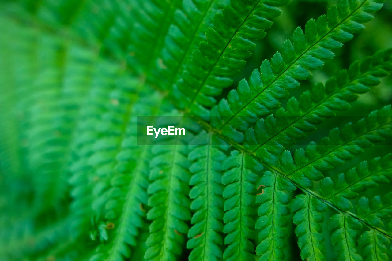 CLOSE-UP OF FERN LEAVES