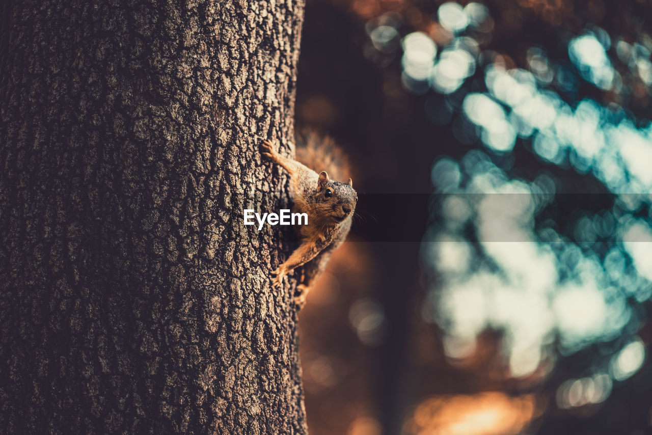 CLOSE-UP OF AN ANIMAL ON TREE TRUNK