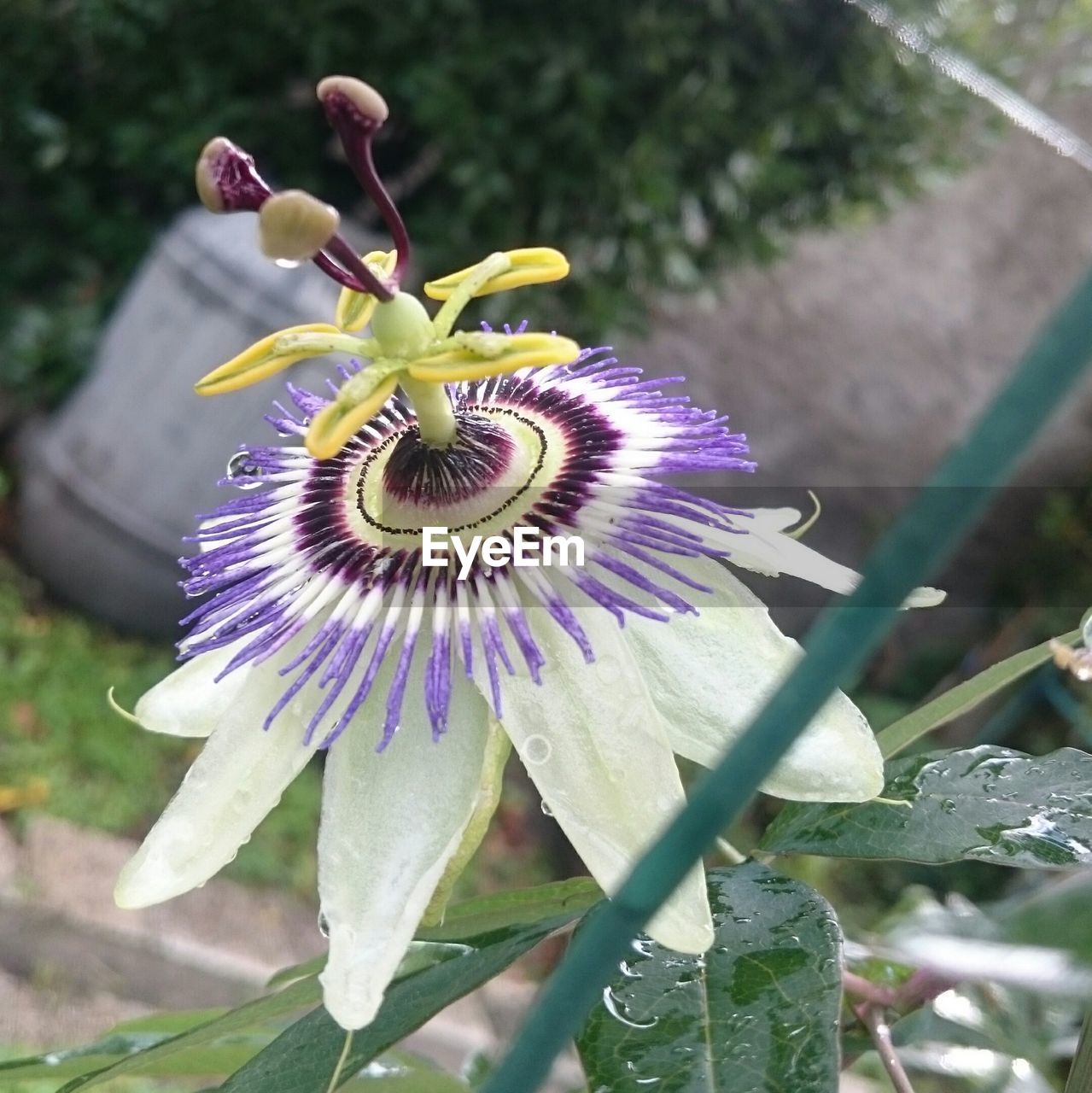 High angle view of passion flower blooming outdoors