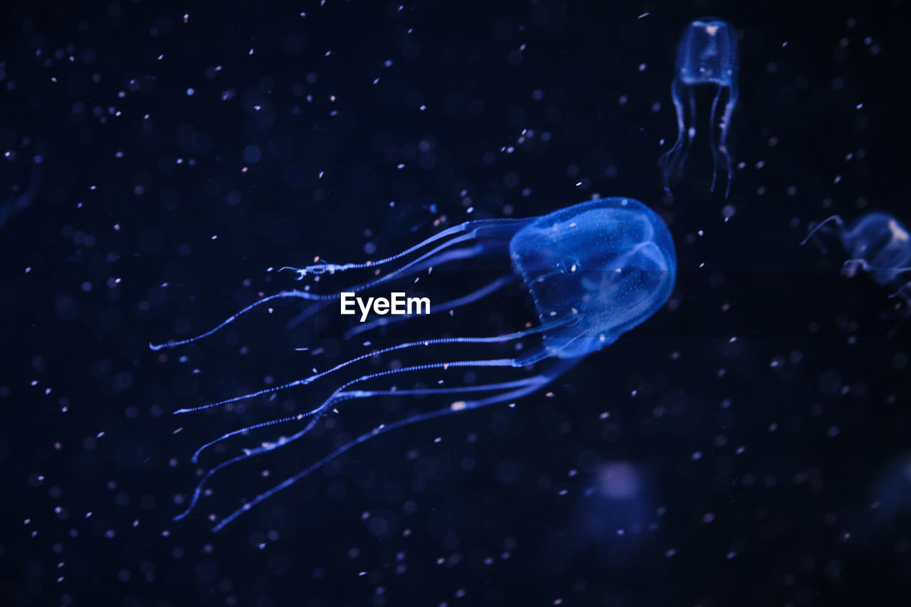 JELLYFISH SWIMMING IN WATER