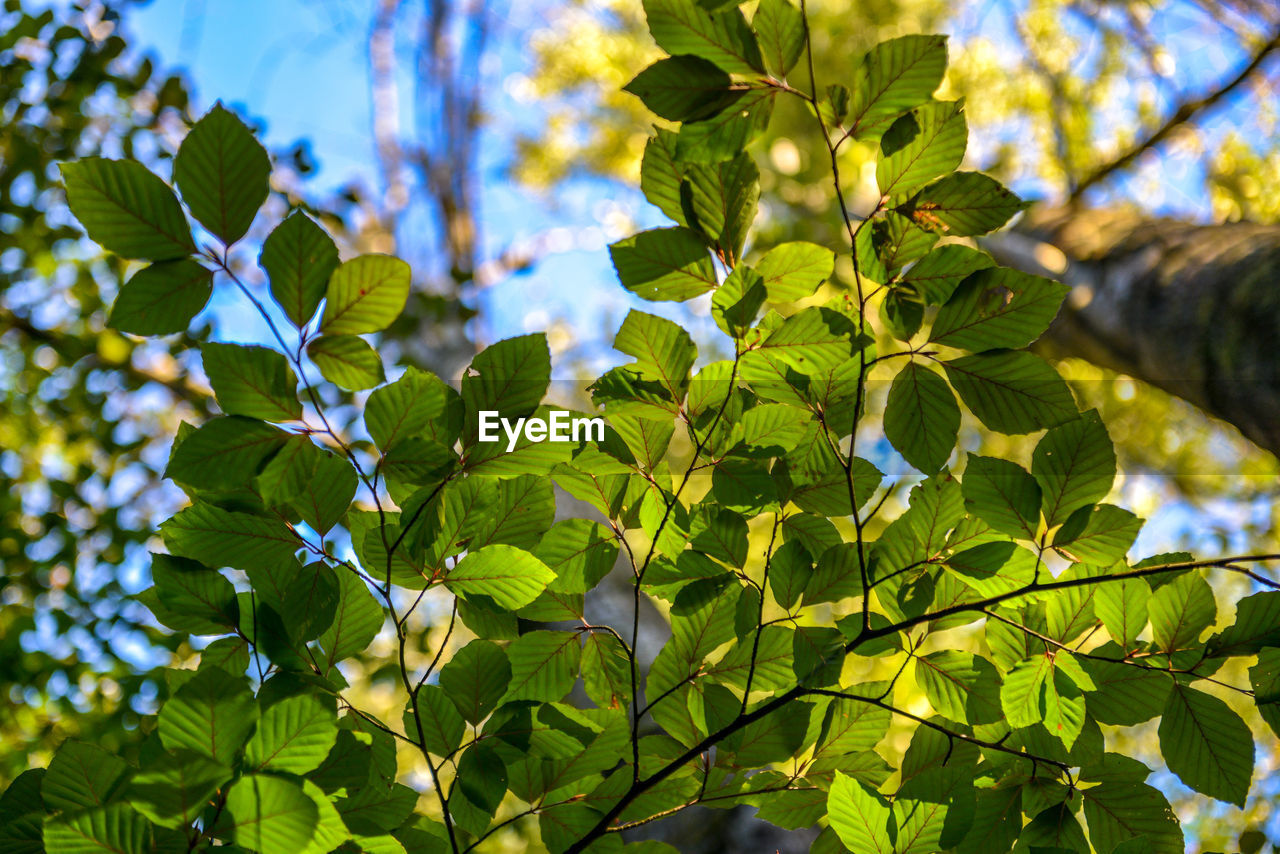 Low angle view of leaves on tree against sky