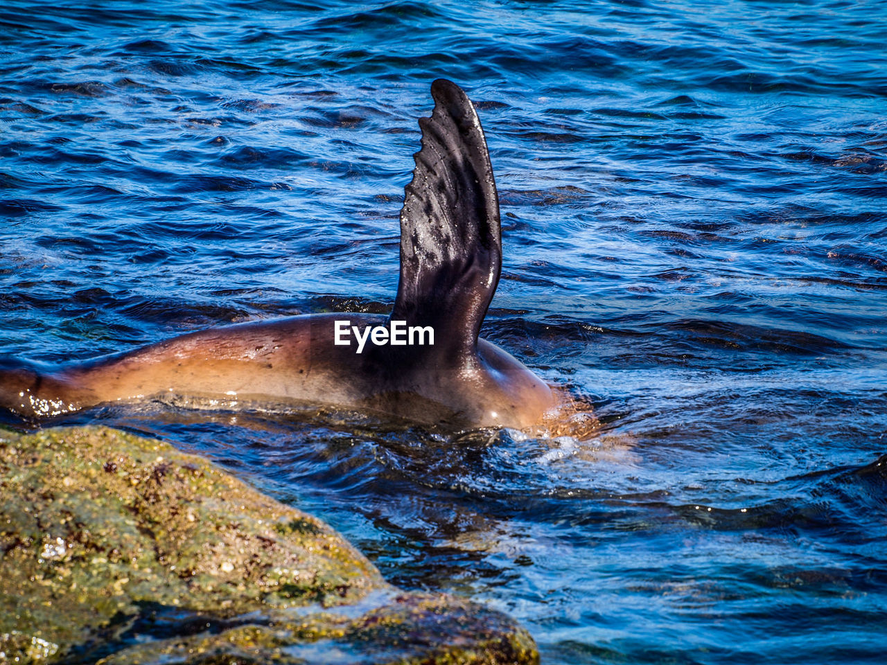 Close-up of seal diving into water