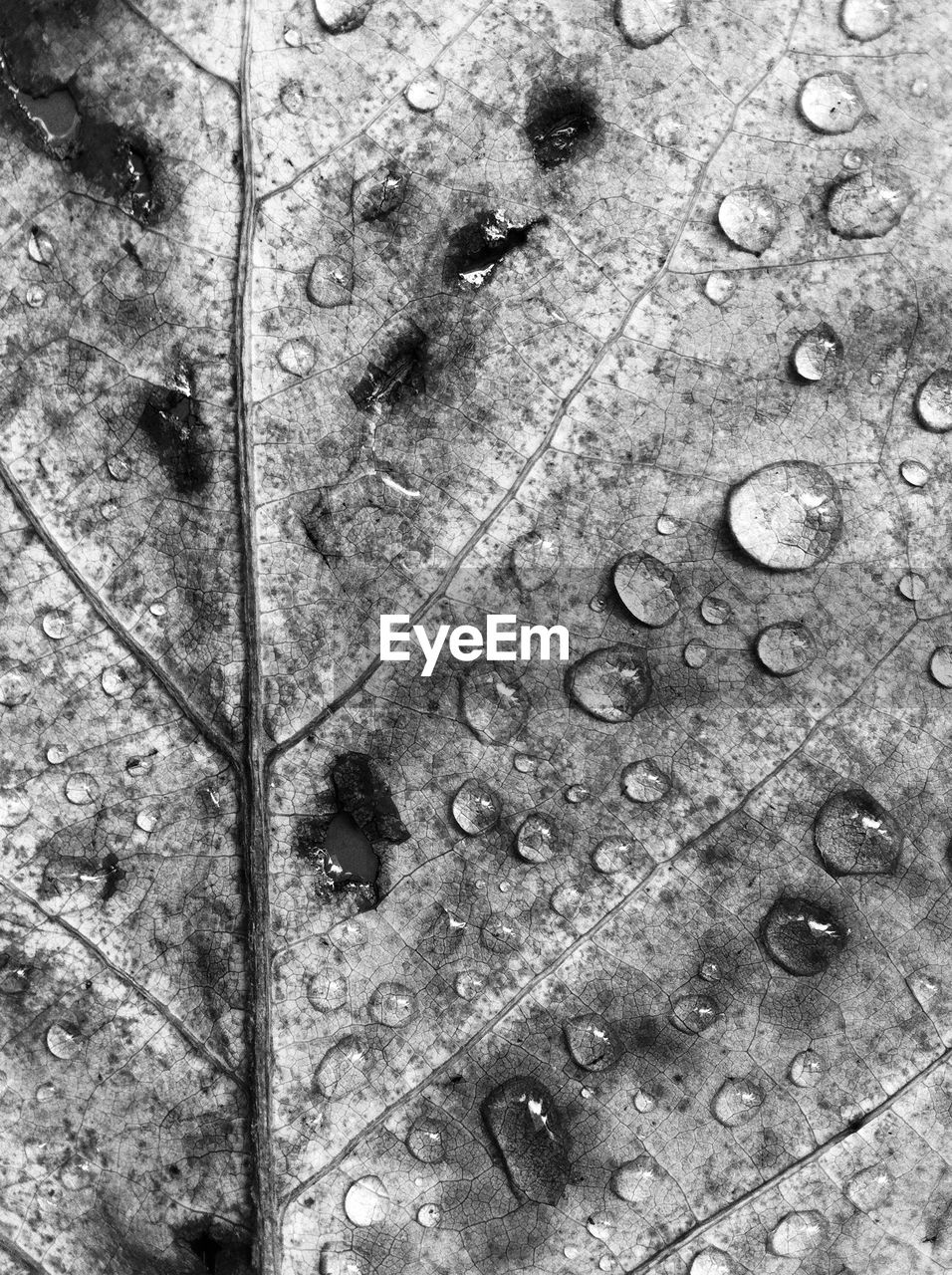 Full frame shot of wet leaf