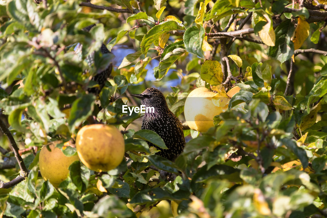 High angle view of starlings in the apple tree