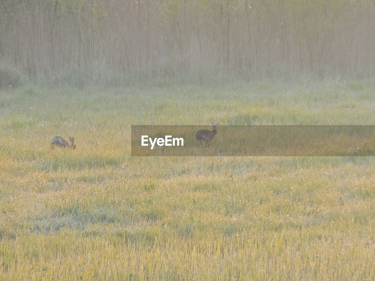 Animals jumping through grassy field