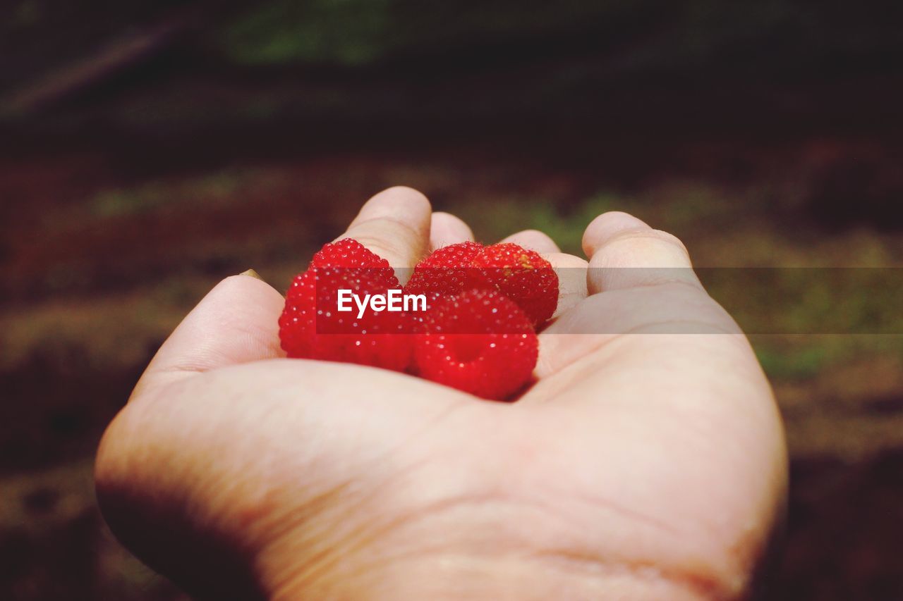 Close-up of hand holding strawberries