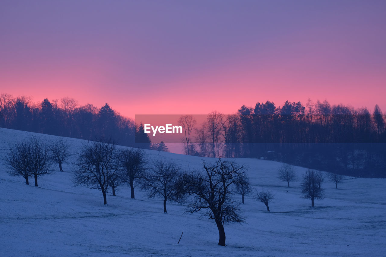 Trees on snow covered landscape during sunset