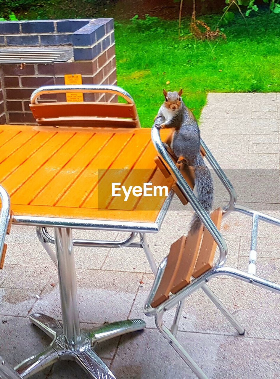 HIGH ANGLE VIEW OF BIRD PERCHING ON WOOD