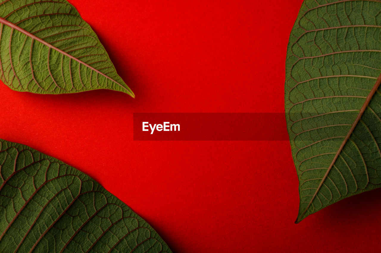 CLOSE-UP OF LEAVES