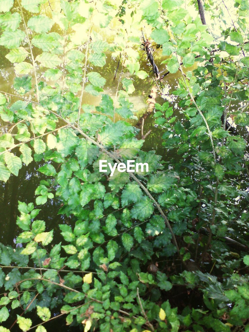 PLANTS GROWING IN WATER