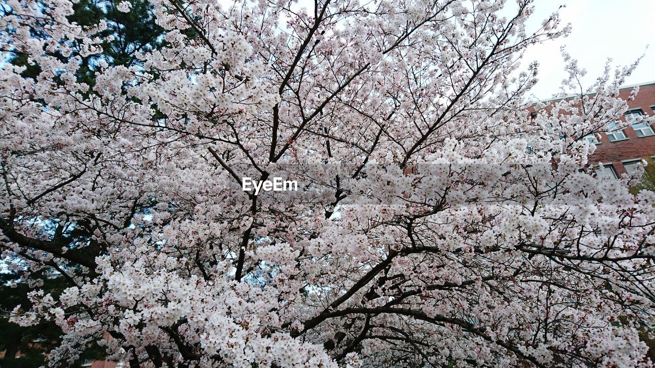 Low angle view of cherry blossom tree