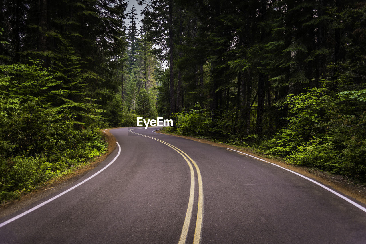 Surface level of curved road along trees