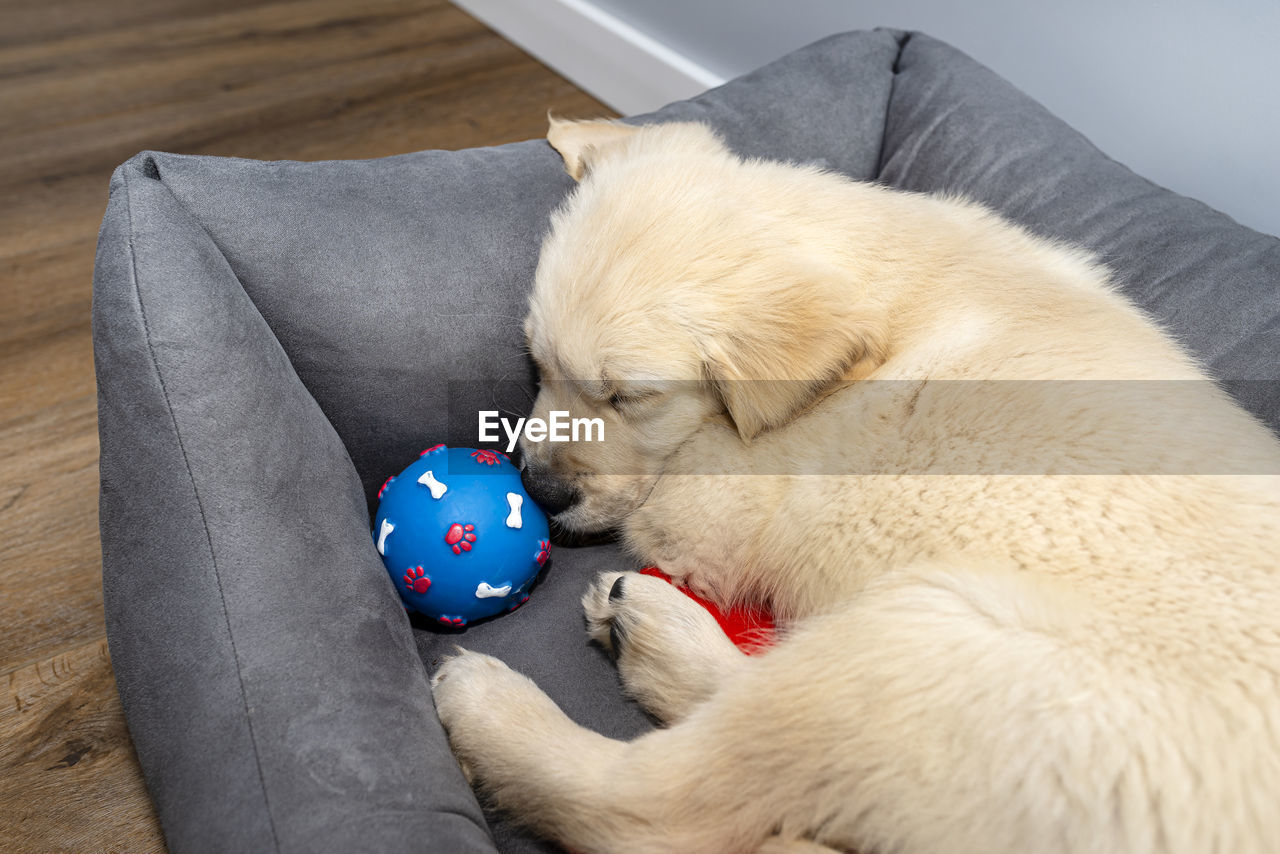 Male golden retriever puppy sleeping in a playpen with a rubber ball on modern vinyl panels.