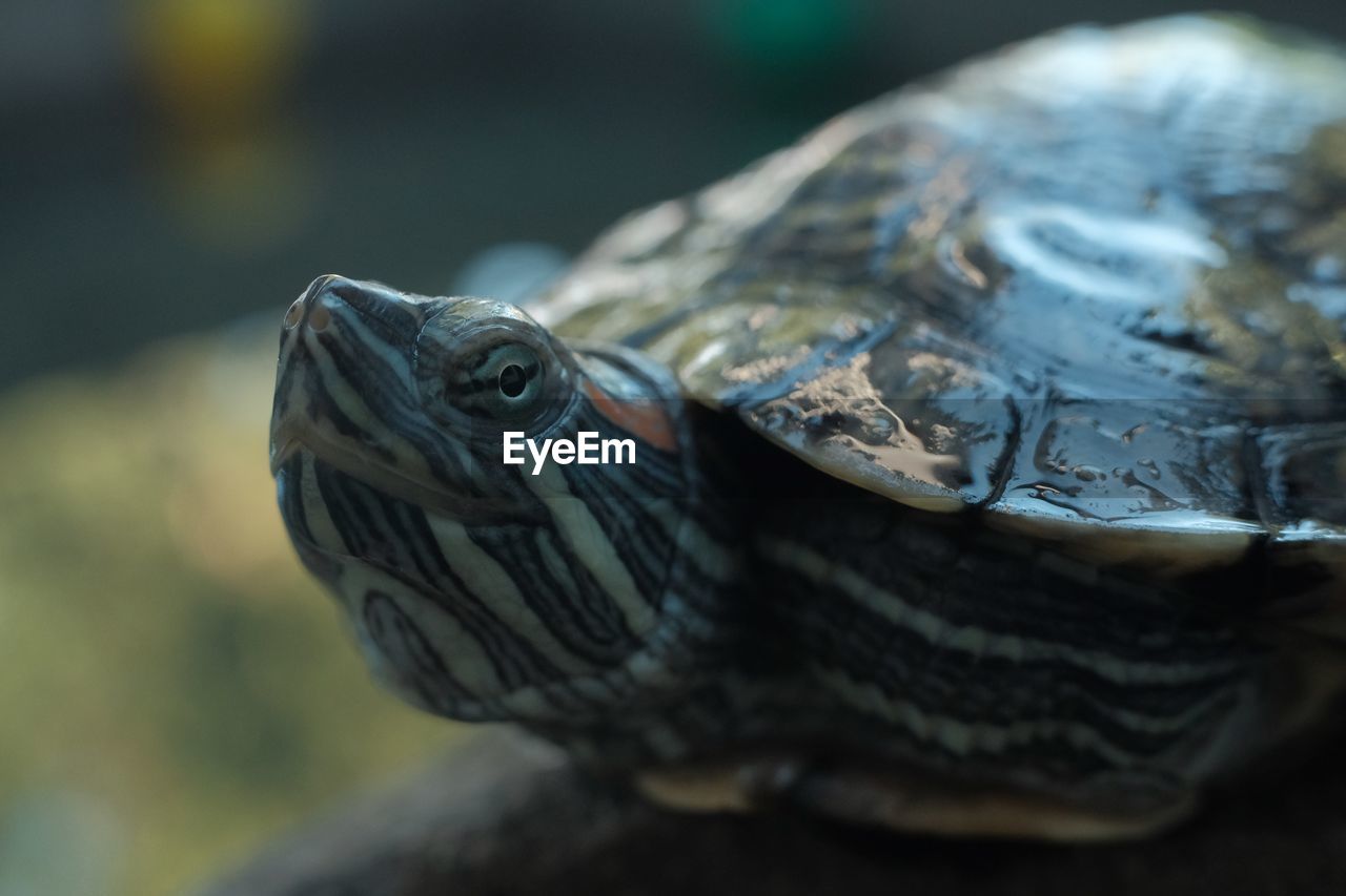 CLOSE-UP OF A TURTLE