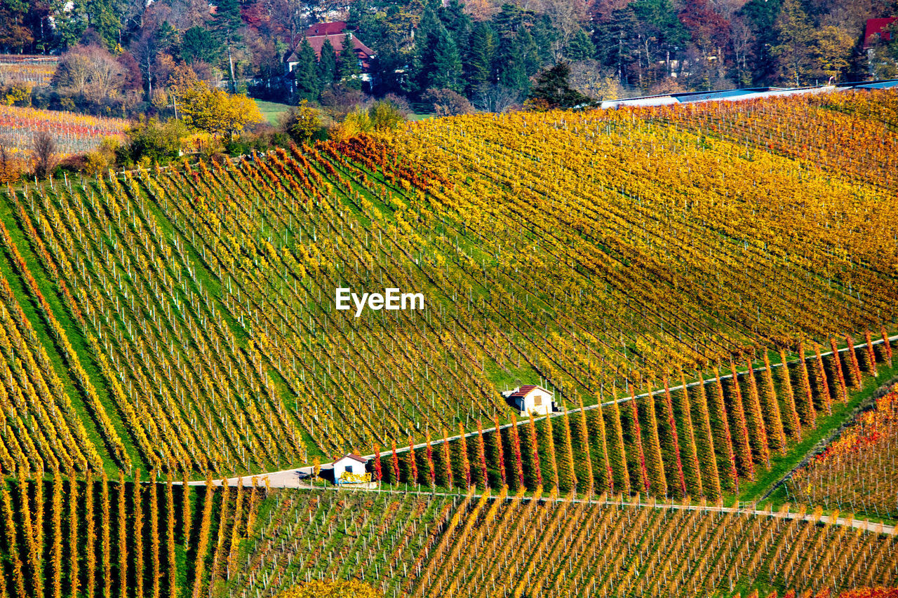 HIGH ANGLE VIEW OF FIELD AGAINST TREES