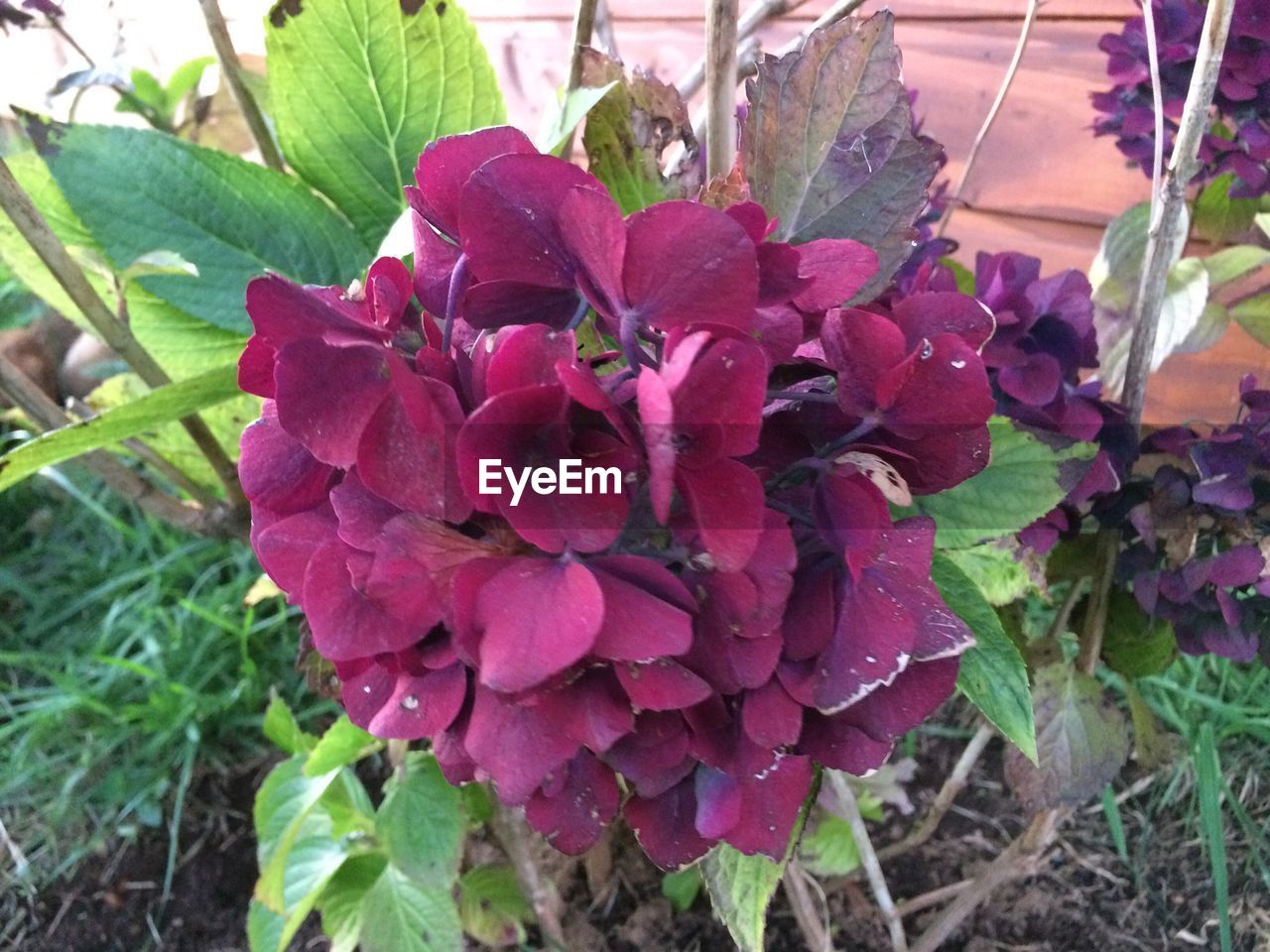 CLOSE-UP OF PINK FLOWERS BLOOMING OUTDOORS