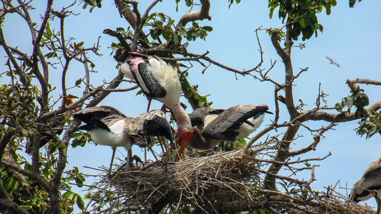 Low angle view of painted storks in nest on branch against sky