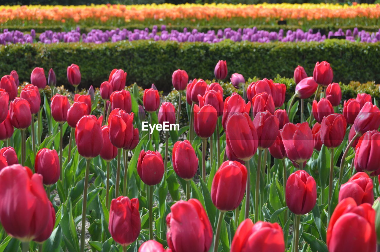 Close-up of pink tulips in field