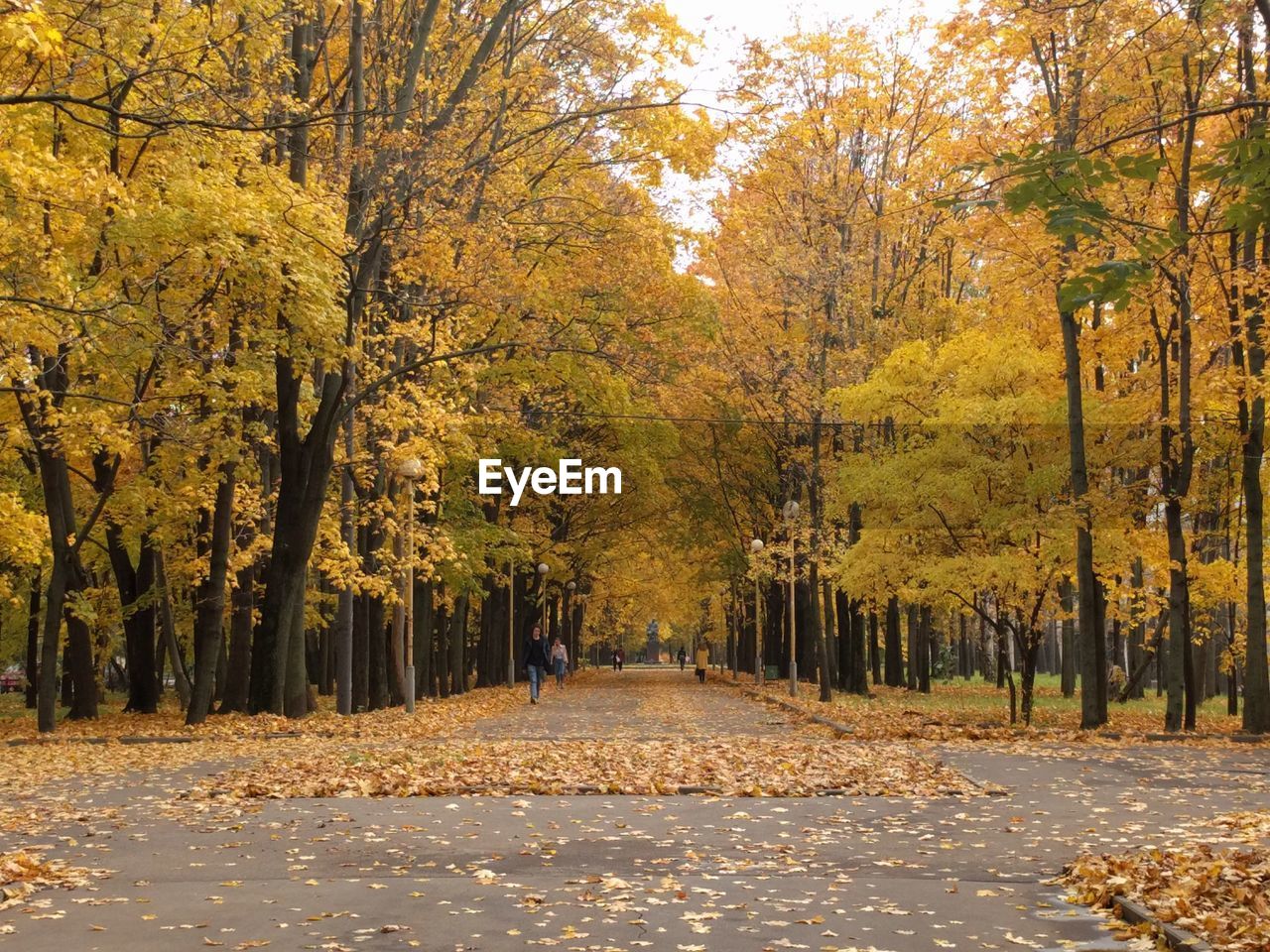 SCENIC VIEW OF TREES DURING AUTUMN