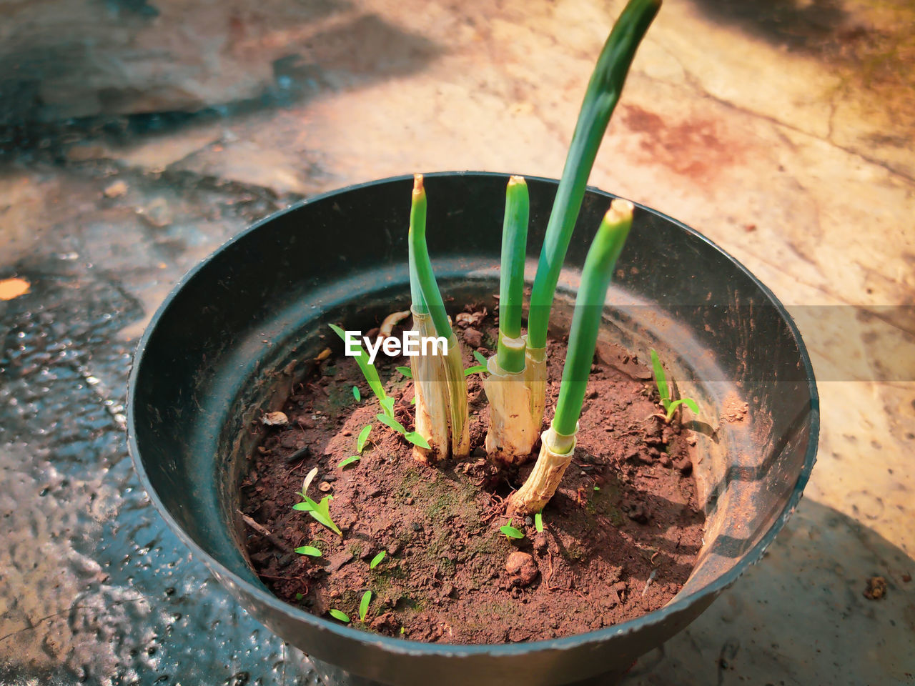 New tree shoots on the black pot