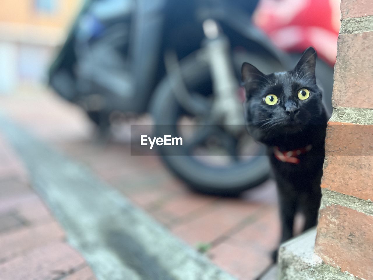 cat, animal, animal themes, pet, domestic cat, mammal, domestic animals, one animal, feline, black cat, looking at camera, portrait, small to medium-sized cats, felidae, black, animal body part, no people, carnivore, vehicle, tire, day, focus on foreground, whiskers