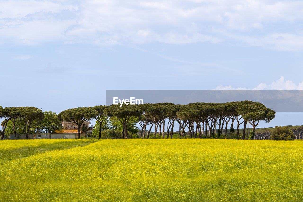 Scenic view of field against sky