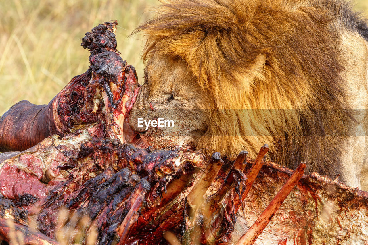 Male lion eating from a dead animal
