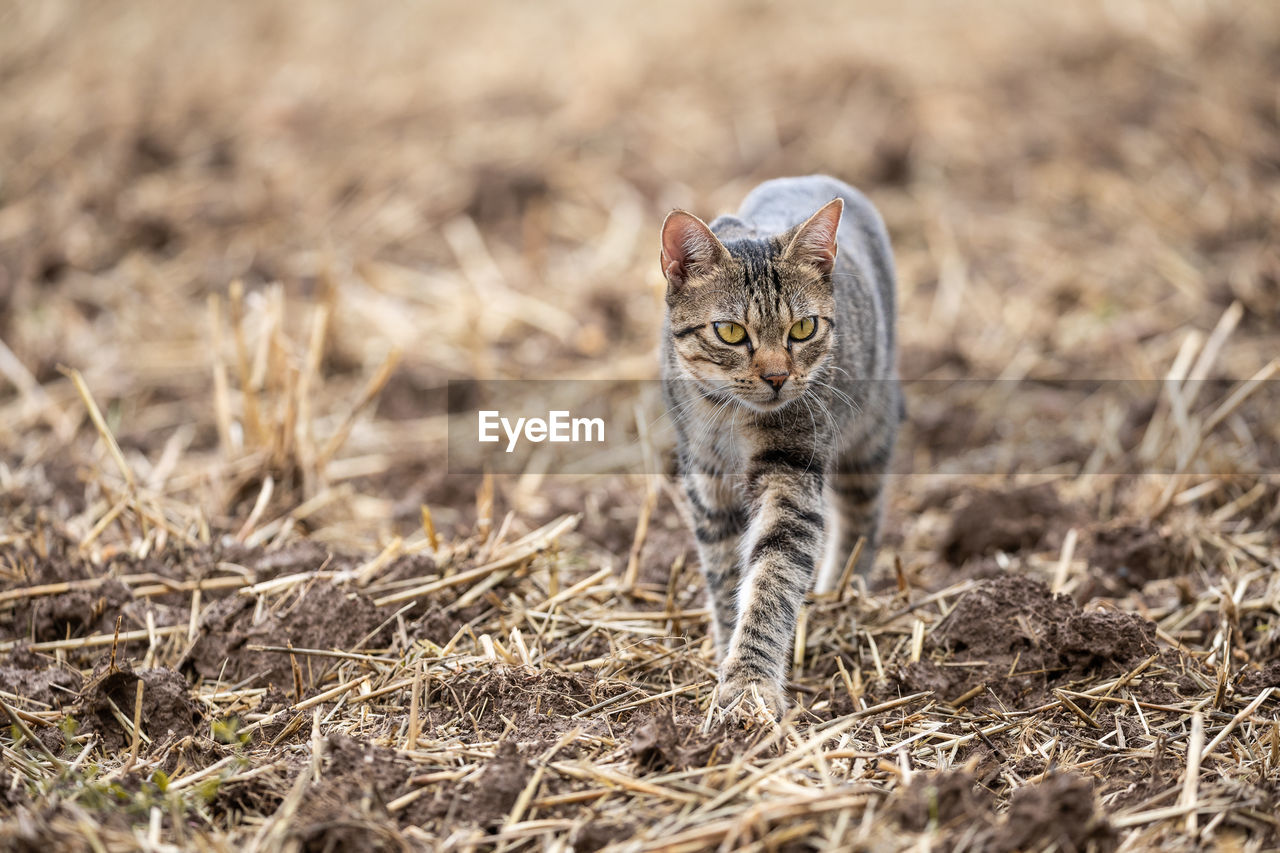 animal, animal themes, mammal, one animal, wild cat, cat, wildlife, feline, animal wildlife, felidae, portrait, small to medium-sized cats, looking at camera, pet, grass, no people, domestic animals, bobcat, young animal, nature, plant, big cat, carnivore, outdoors, cute