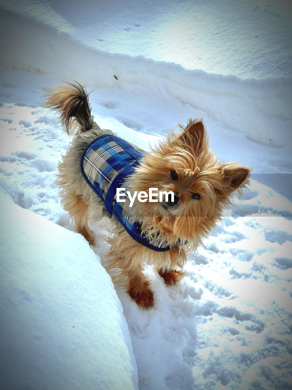 Portrait of dog on snowy field