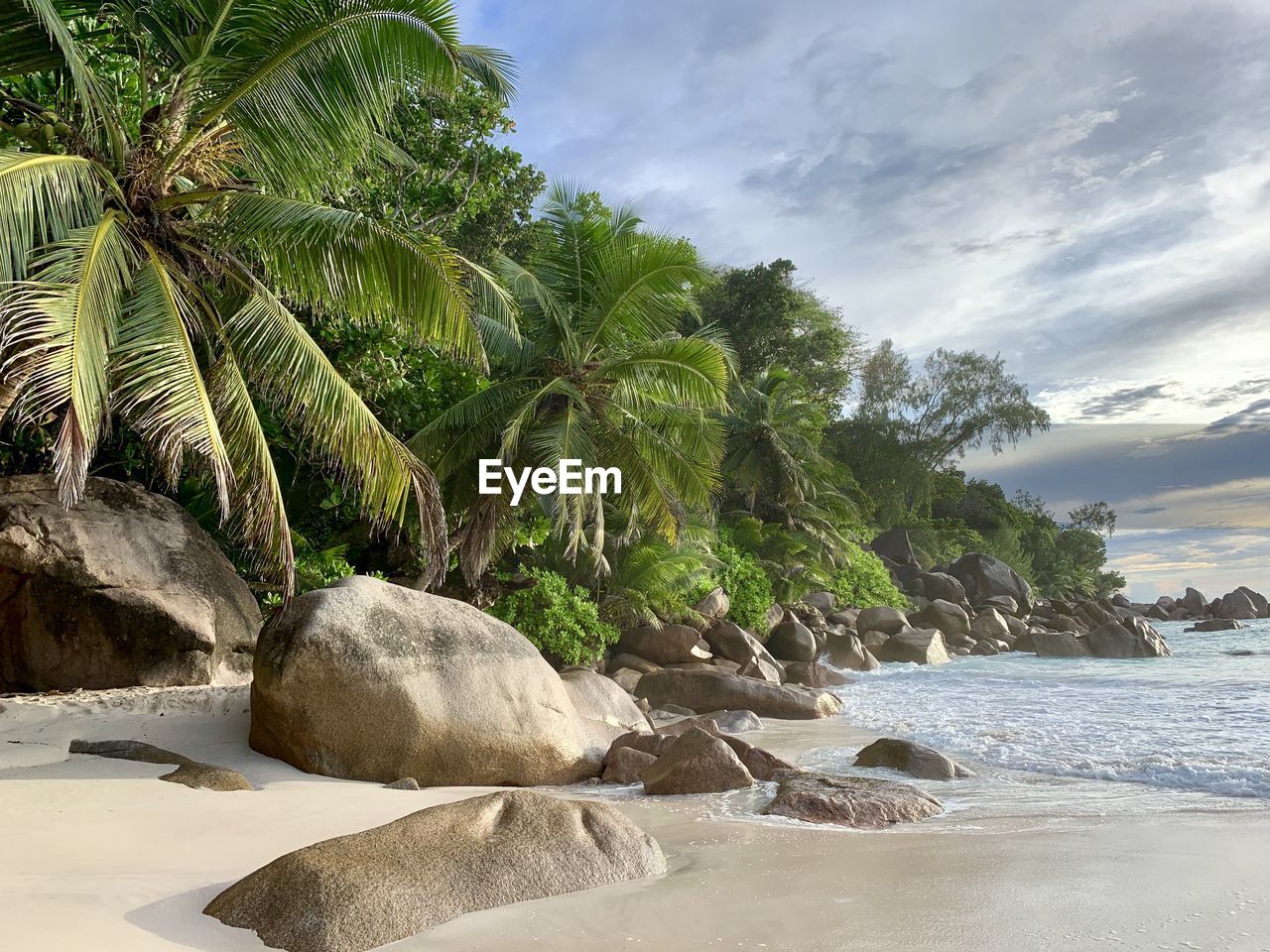 Scenic view of palm trees by sea against sky