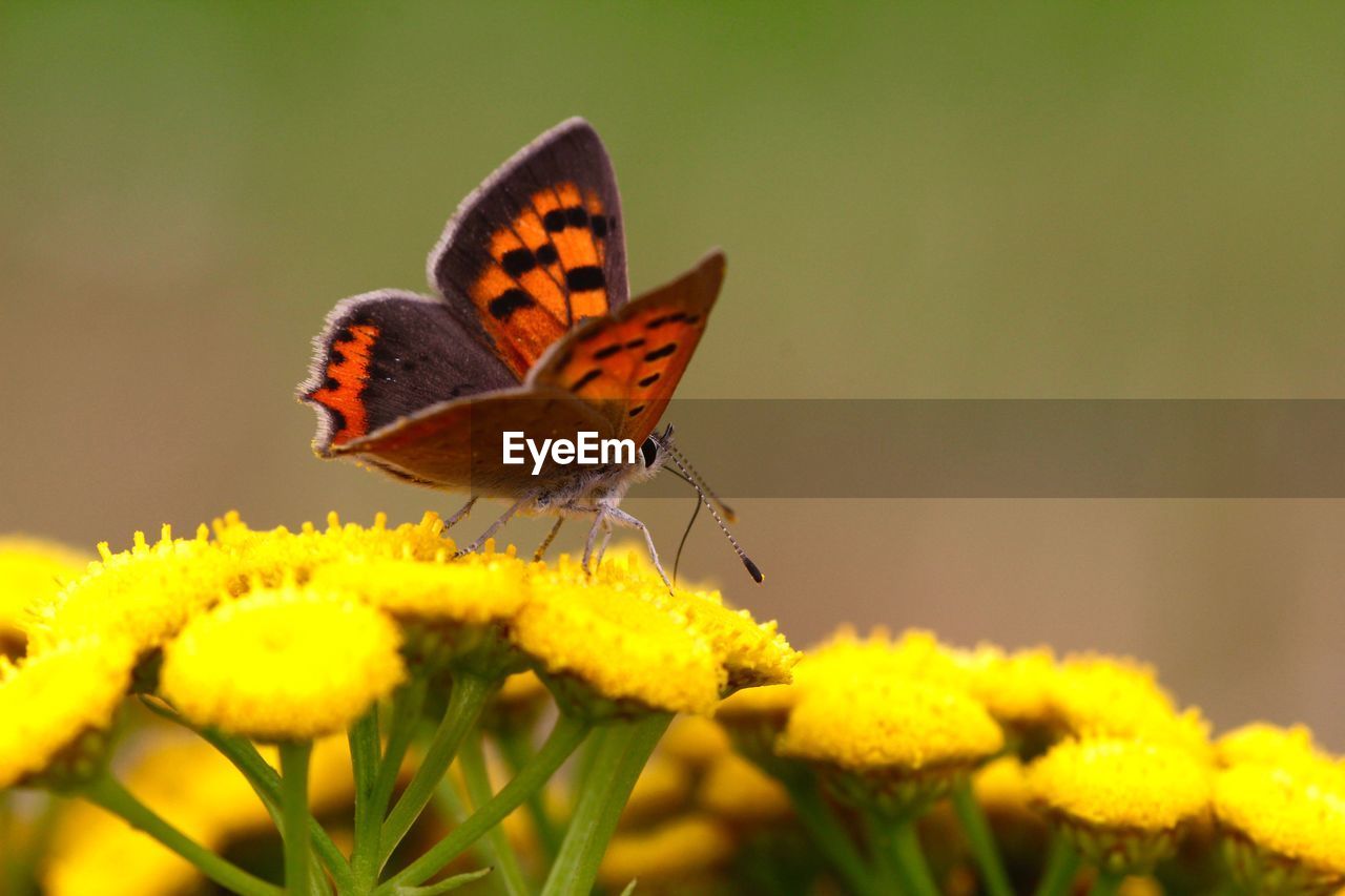 Close-up of butterfly on yellow flowers