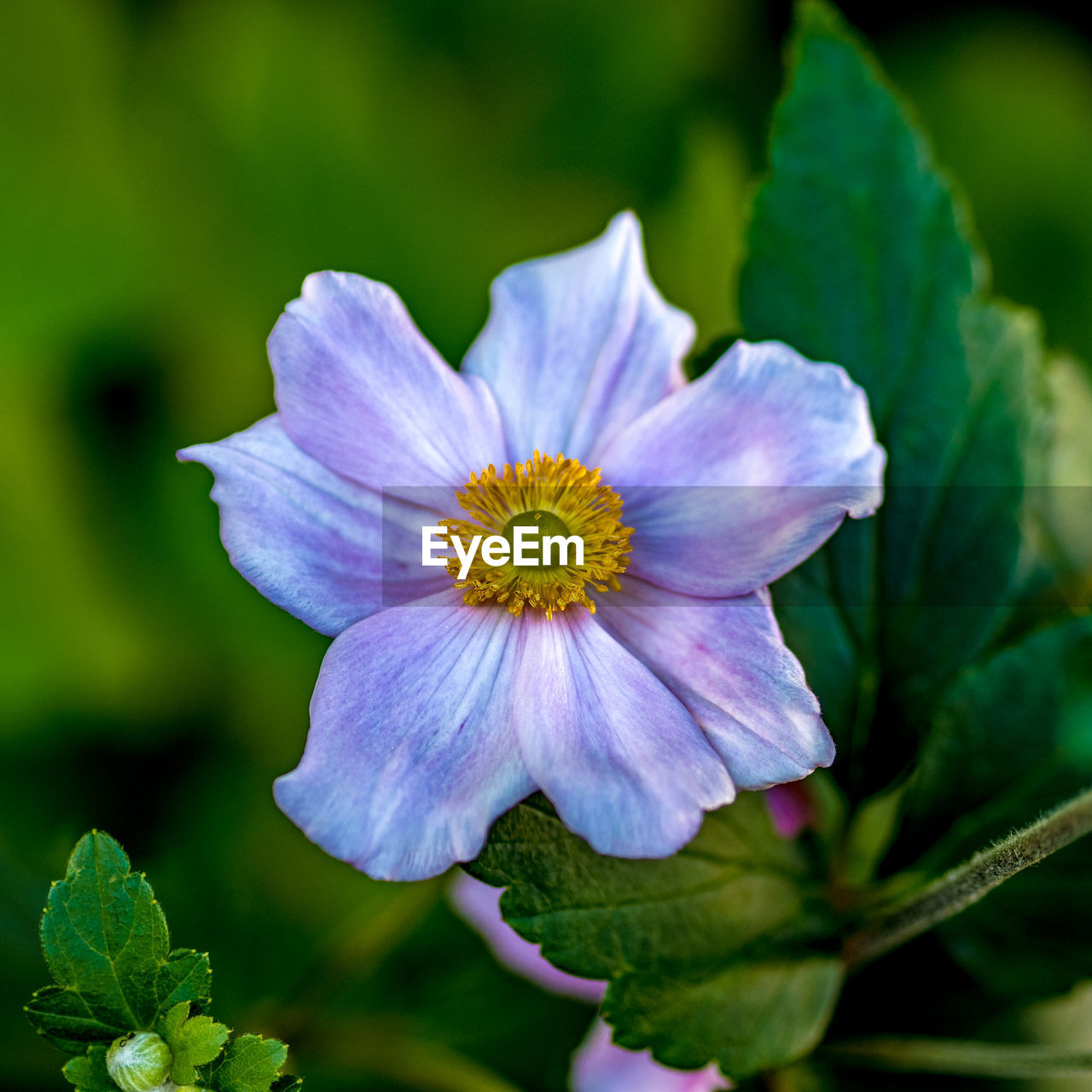 flowering plant, flower, plant, freshness, beauty in nature, flower head, close-up, inflorescence, macro photography, petal, nature, fragility, wildflower, growth, purple, plant part, no people, blossom, leaf, focus on foreground, botany, pollen, green, outdoors, summer, springtime, multi colored, selective focus