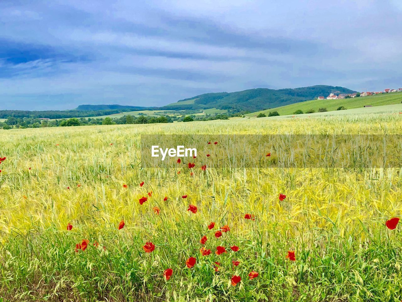 SCENIC VIEW OF FLOWERING FIELD AGAINST SKY