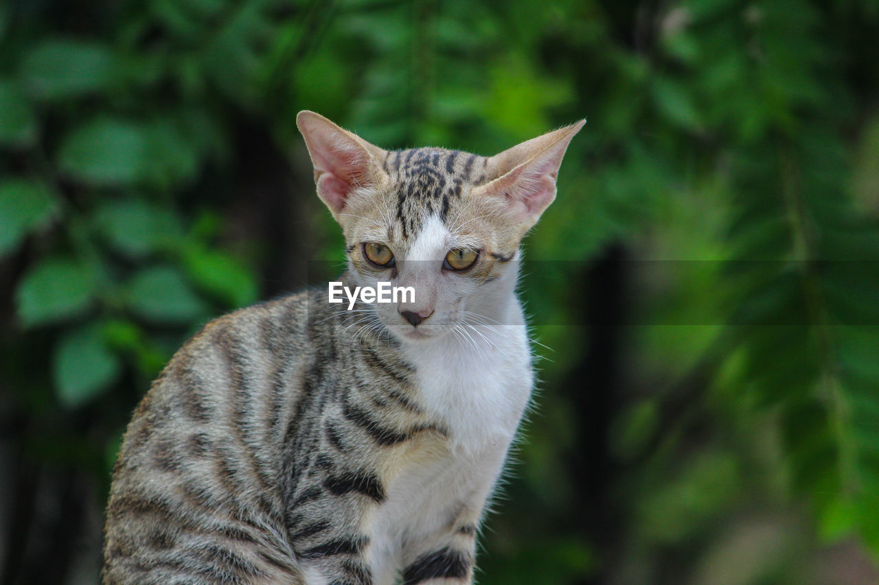 CLOSE-UP PORTRAIT OF TABBY CAT