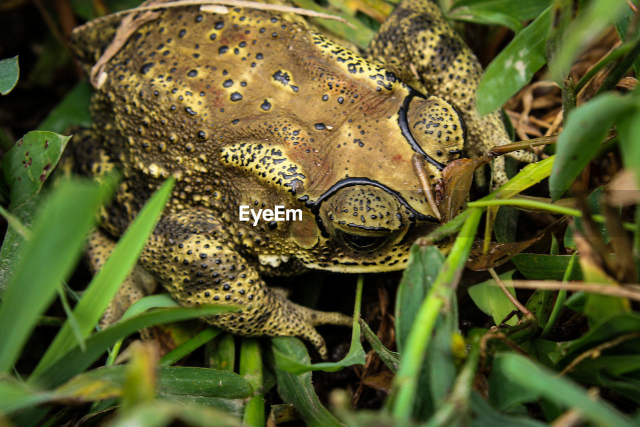 CLOSE-UP OF FROG ON LEAF