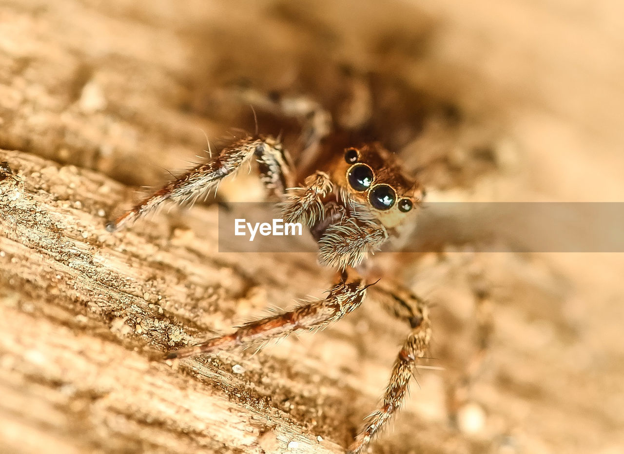 Close-up of jumping spider on wood