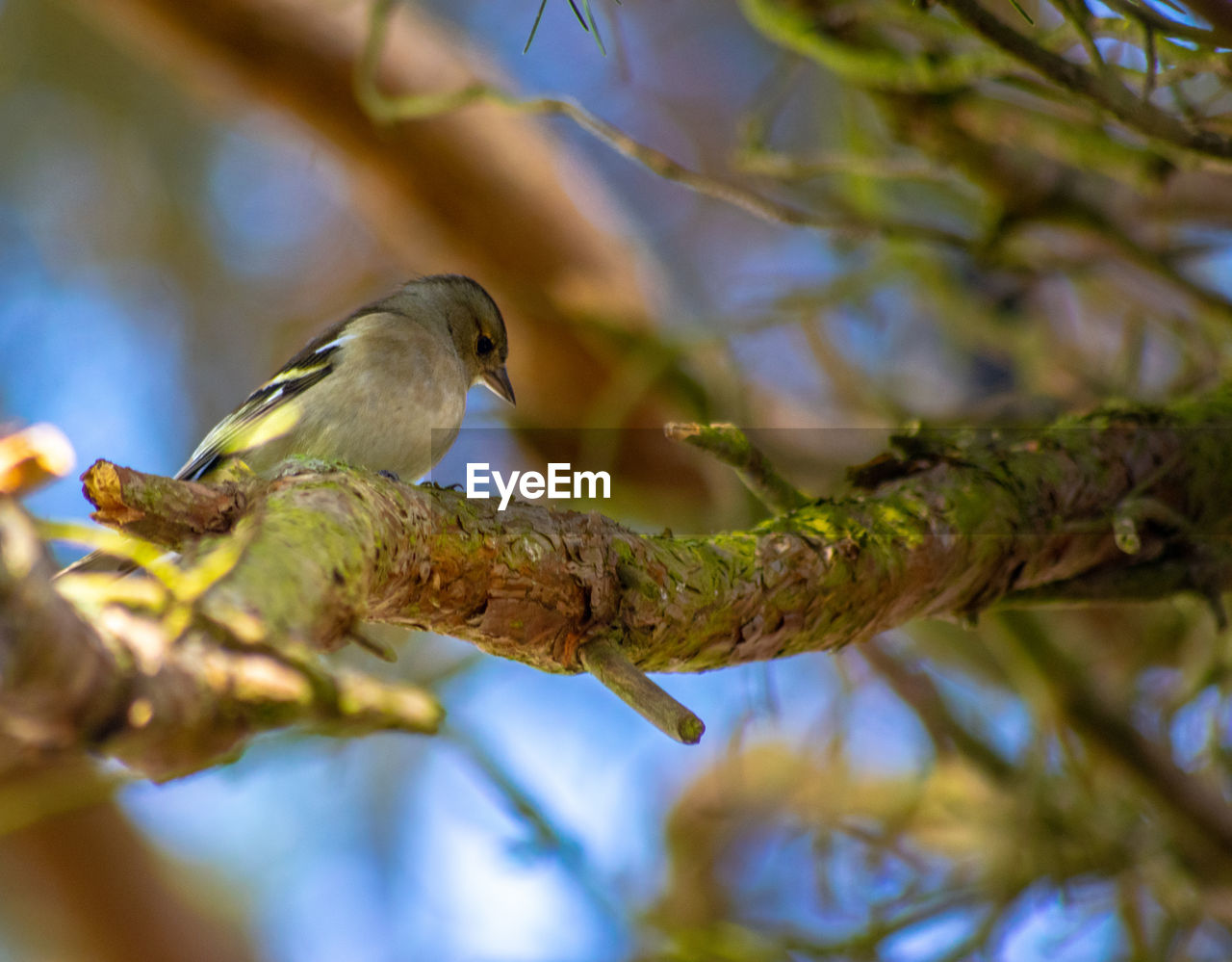 Low angle view of bird perching on branch