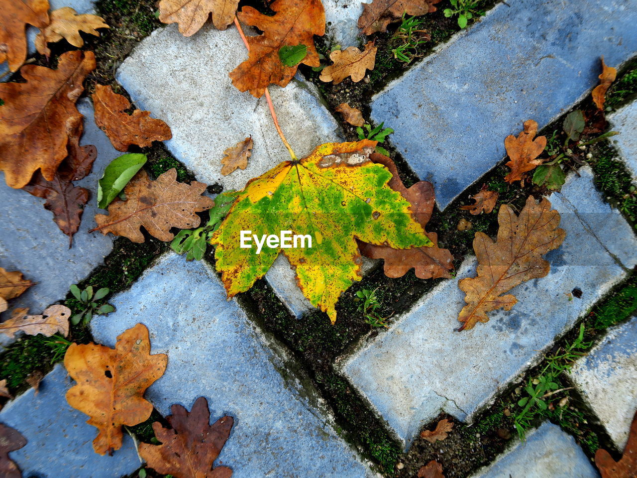 Full frame shot of autumn leaves on bricks 