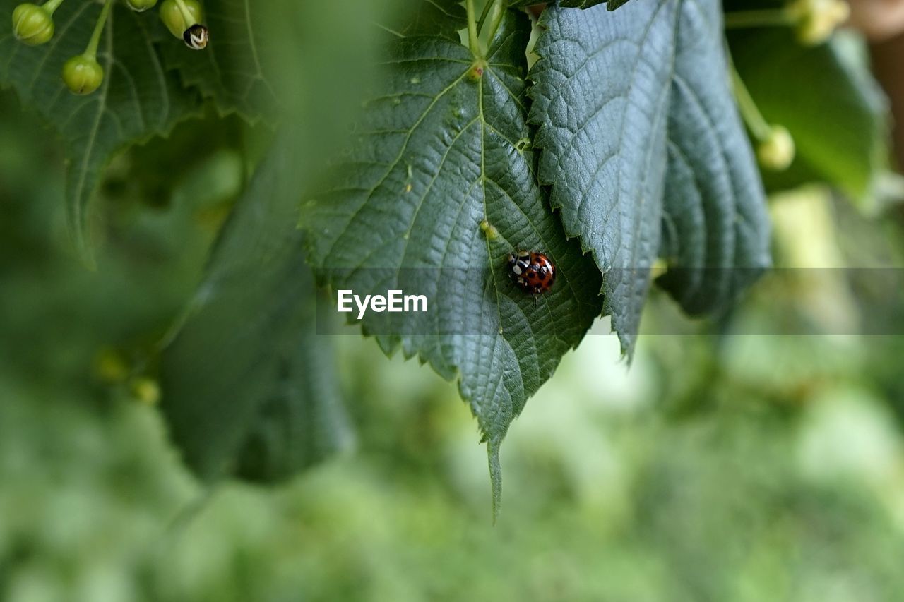 Ladybug for green luck