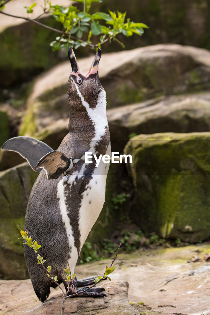 HIGH ANGLE VIEW OF PENGUIN ON WOOD