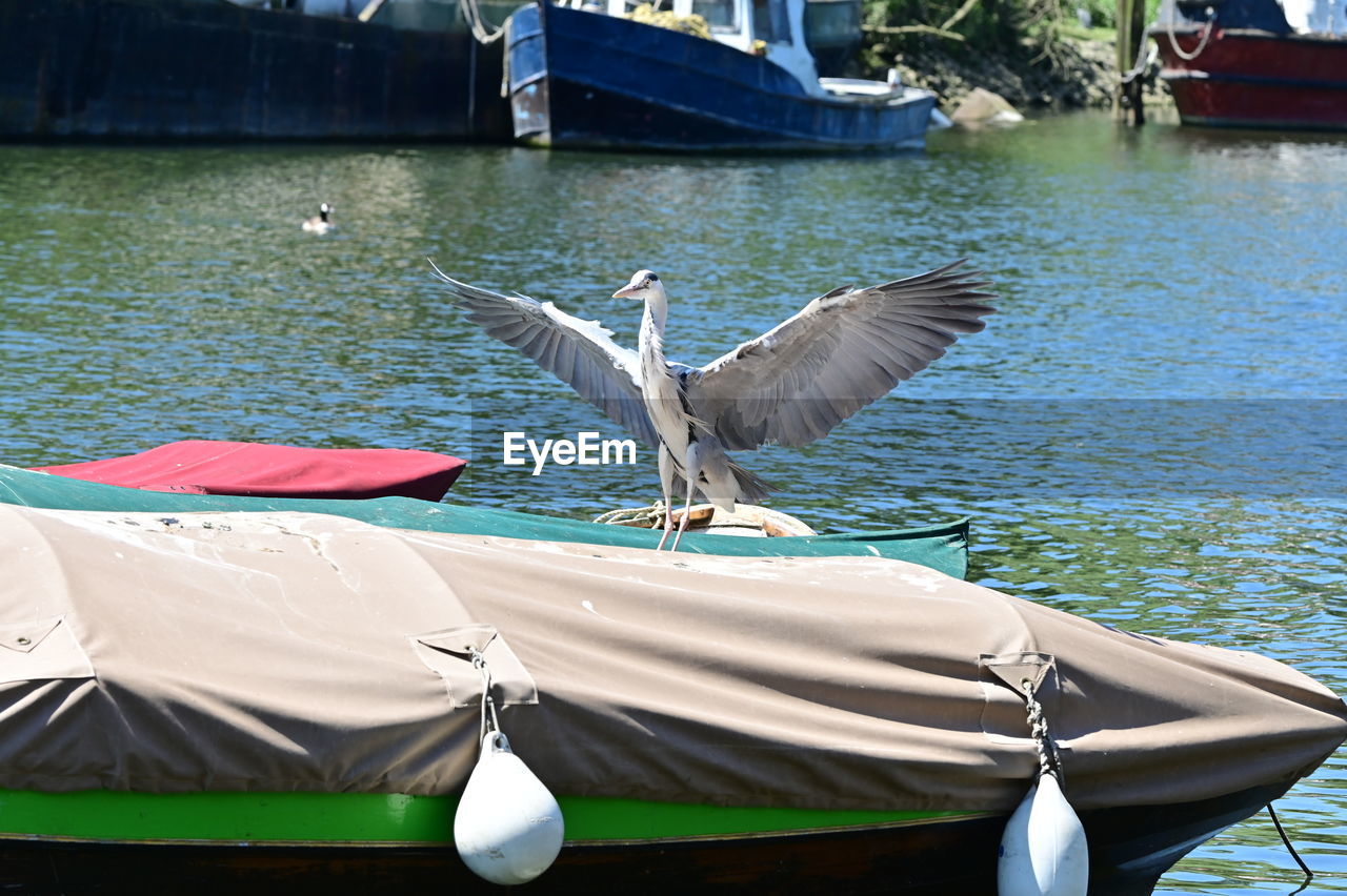 water, nautical vessel, animal, wildlife, animal themes, bird, transportation, animal wildlife, vehicle, boat, mode of transportation, nature, flying, day, no people, spread wings, lake, outdoors, moored, seagull, one animal, watercraft, boating