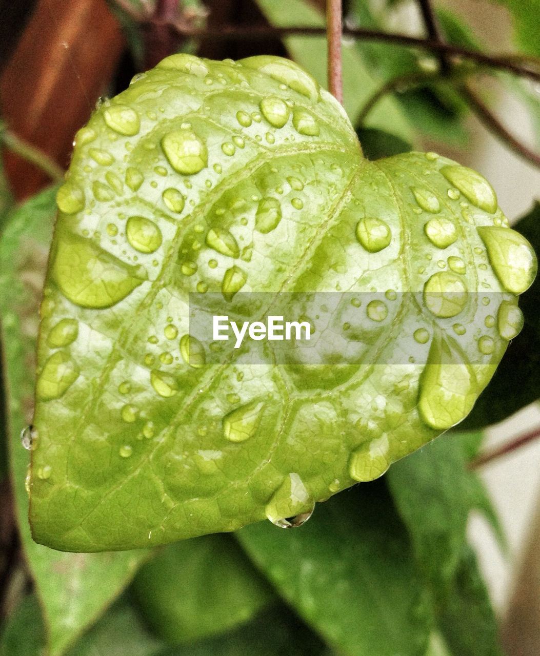 MACRO SHOT OF WATER DROPS ON LEAF