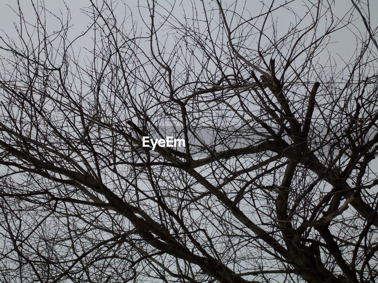 LOW ANGLE VIEW OF BARE TREES AGAINST THE SKY